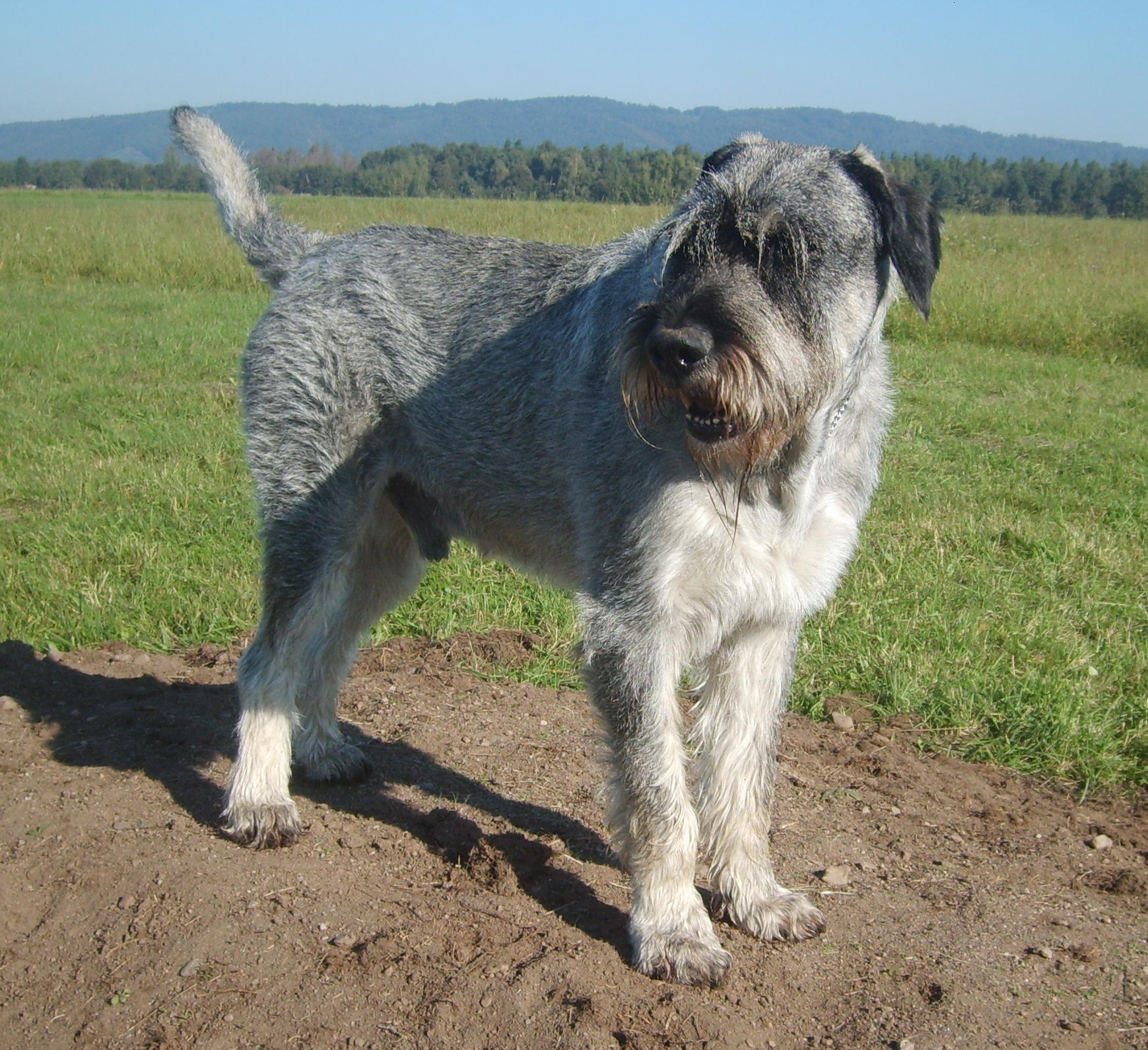 Atlas 12 Jahre alt