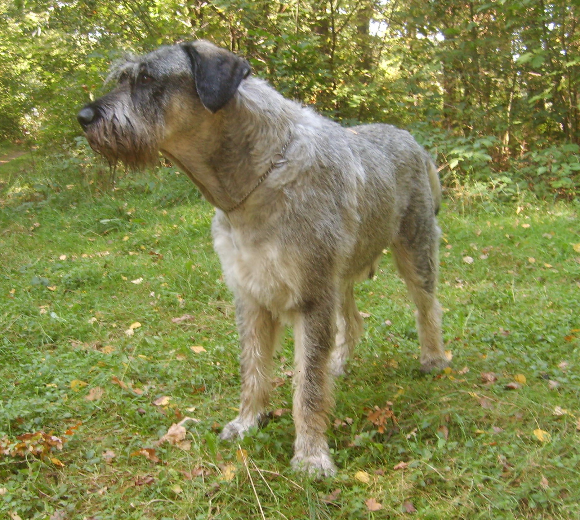 Atlas 12 Jahre alt