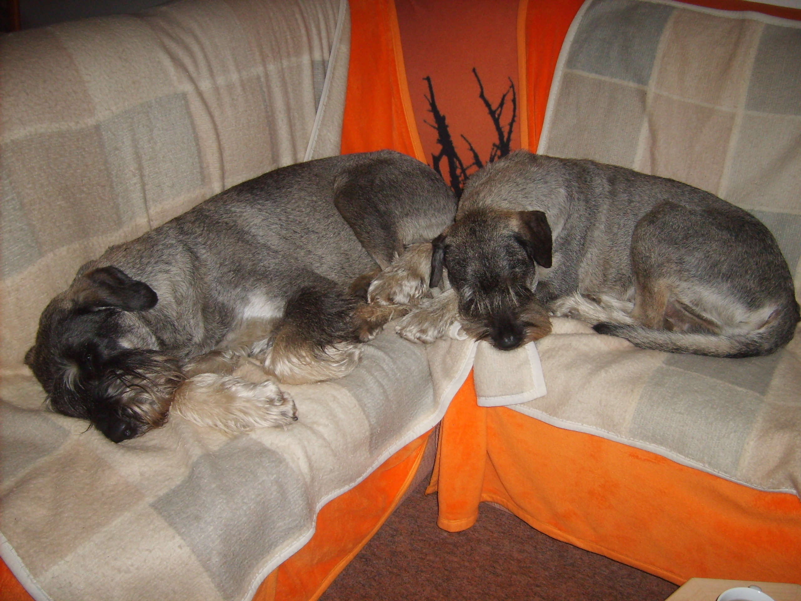 unsere Schutzhunde